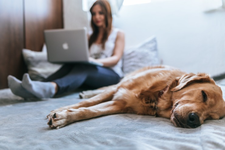 A woman and dog sit on a bed, the woman is browsing on a laptop.